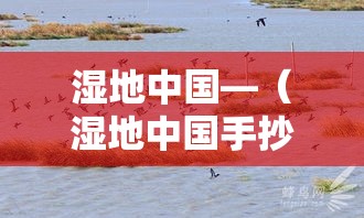 湿地中国—（湿地中国手抄报）