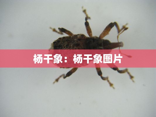 杨干象：杨干象图片